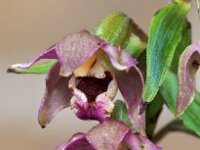 Epipactis helleborine var orbicularis 114, Saxifraga-Hans Dekker