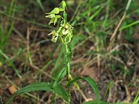 Epipactis helleborine var viridans 117, Saxifraga-Hans Dekker