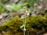 Epipactis microphylla 2, Saxifraga-Dirk Hilbers
