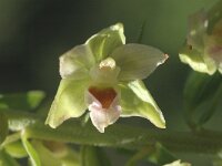 Epipactis muelleri 10, Geelgroene wespenorchis, Saxifraga-Jan van der Straaten