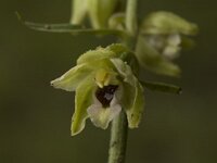 Epipactis muelleri 11, Geelgroene wespenorchis, Saxifraga-Jan van der Straaten