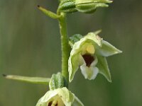 Epipactis muelleri 14, Geelgroene wespenorchis, Saxifraga-Hans Dekker