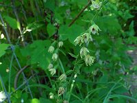 Epipactis muelleri 21, Geelgroene wespenorchis, Saxifraga-Ed Stikvoort