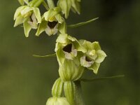 Epipactis muelleri 3, Geelgroene wespenorchis, Saxifraga-Jan van der Straaten