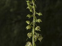 Epipactis muelleri 4, Geelgroene wespenorchis, Saxifraga-Jan van der Straaten