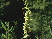 Epipactis muelleri 8, Geelgroene wespenorchis, Saxifraga-Jan van der Straaten