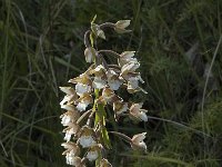 Epipactis palustris 9, Moeraswespenorchis, Saxifraga-Jan van der Straaten