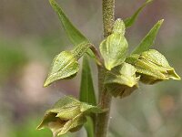 Epipactis tremolsii 3, Saxifraga-Hans Dekker