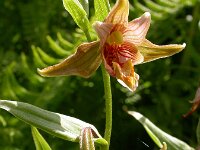 Epipactis veratrifolia