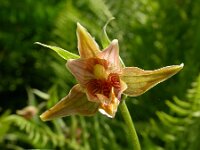 Epipactis veratrifolia 2, Saxifraga-Ed Stikvoort
