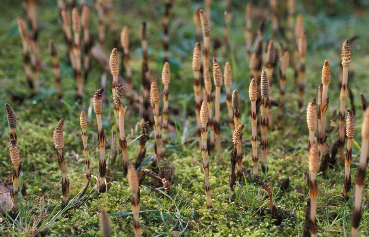 a horsetail field prostatitis kezelése