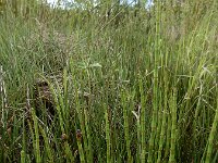 Equisetum fluviatile 37, Holpijp, Saxifraga-Ed Stikvoort