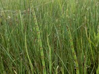 Equisetum fluviatile 70, Holpijp, Saxifraga-Ed Stikvoort
