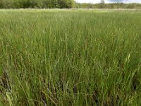 Equisetum fluviatile 72, Holpijp, Saxifraga-Ed Stikvoort