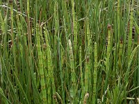 Equisetum fluviatile 73, Holpijp, Saxifraga-Ed Stikvoort