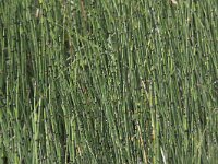 Equisetum hyemale 11, Schaafstro, Saxifraga-Peter Meininger