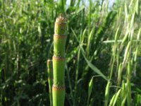 Equisetum hyemale 13, Schaafstro, Saxifraga-Rutger Barendse
