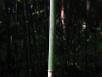 Equisetum hyemale 14, Schaafstro, Saxifraga-Rutger Barendse