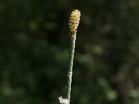 Equisetum hyemale 16, Schaafstro, Saxifraga-Jan van der Straaten
