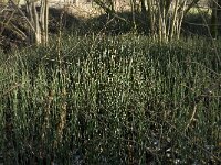Equisetum hyemale 18, Schaafstro, Saxifraga-Jan van der Straaten