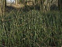 Equisetum hyemale 19, Schaafstro, Saxifraga-Jan van der Straaten