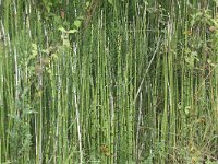 Equisetum hyemale 21, Schaafstro, Saxifraga-Peter Meininger