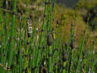Equisetum hyemale 24, Schaafstro, Saxifraga-Ed Stikvoort