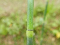 Equisetum hyemale 27, Schaafstro, Saxifraga-Rutger Barendse