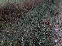 Equisetum hyemale 38, Schaafstro, Saxifraga-Ed Stikvoort
