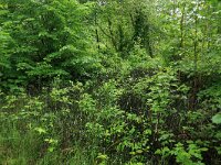 Equisetum hyemale 38, Schaafstro, Saxifraga-Hans Boll