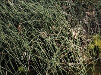 Equisetum hyemale 4, Schaafstro, Saxifraga-Jan van der Straaten