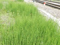 Equisetum hyemale 40, Schaafstro, Saxifraga-Rutger Barendse