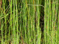 Equisetum hyemale ssp affine 22, Saifraga-Peter Meininger