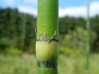 Equisetum hyemale var affine 32, Saxifraga-Rutger Barendse