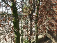 Equisetum hyemale var affine 33, Saxifraga-Rutger Barendse