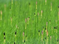 Equisetum palustre 4, Lidrus, Saxifraga-Tom Heijnen