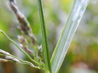 Eragrostis albensis
