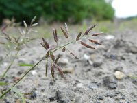 Eragrostis minor 5, Klein liefdegras, Saxifraga-Rutger Barendse