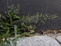 Eragrostis minor 6, Klein liefdegras, Saxifraga-Ed Stikvoort
