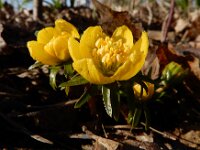 Eranthis cilicica 2, Fijngekraagde winterakoniet, Saxifraga-Ed Stikvoort : Eranthis cilicica Eiland van Brienenoord
