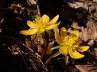 Eranthis cilicica 3, Fijngekraagde winterakoniet, Saxifraga-Ed Stikvoort : Eranthis cilicica Eiland van Brienenoord