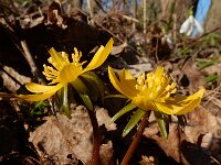 Eranthis cilicica 5, Fijngekraagde winterakoniet, Saxifraga-Ed Stikvoort : Eranthis cilicica Eiland van Brienenoord