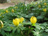 Eranthis hyemalis 12, Winterakoniet, Saxifraga-Rutger Barendse