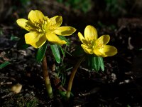Eranthis hyemalis 16, Winterakoniet, Saxifraga-Ed Stikvoort