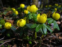 Eranthis hyemalis 17, Winterakoniet, Saxifraga-Ed Stikvoort