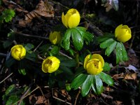 Eranthis hyemalis 18, Winterakoniet, Saxifraga-Ed Stikvoort