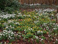 Eranthis hyemalis 19, Winterakoniet, Saxifraga-Ed Stikvoort