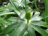 Eranthis hyemalis 2, Winterakoniet, Saxifraga-Rutger Barendse