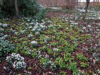 Eranthis hyemalis 21, Winterakoniet, Saxifraga-Ed Stikvoort