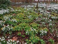 Eranthis hyemalis 22, Winterakoniet, Saxifraga-Ed Stikvoort